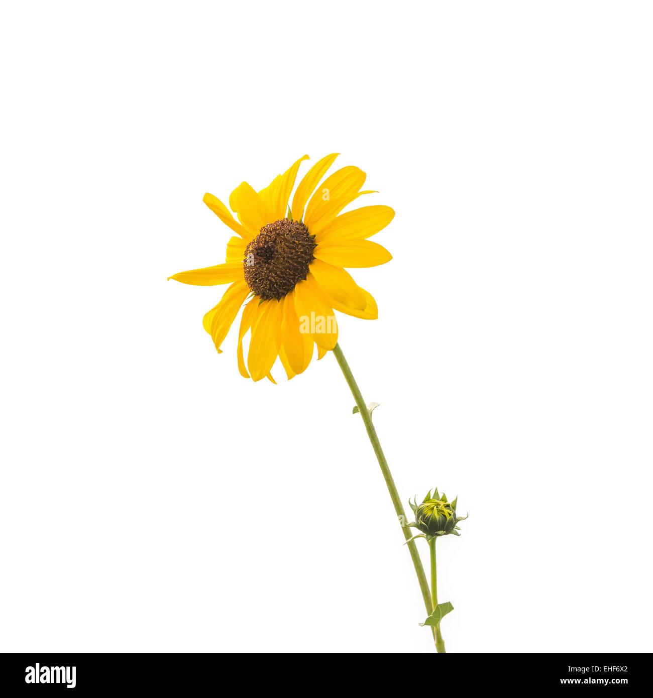 Belle fleur jaune, tournesol, isolé sur fond blanc Banque D'Images