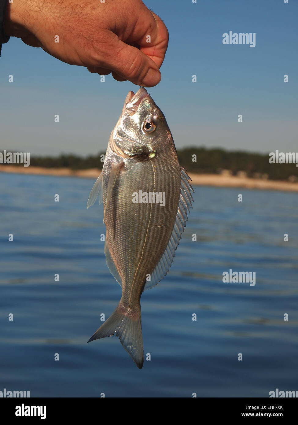 Poisson frais la daurade sur le crochet Banque D'Images