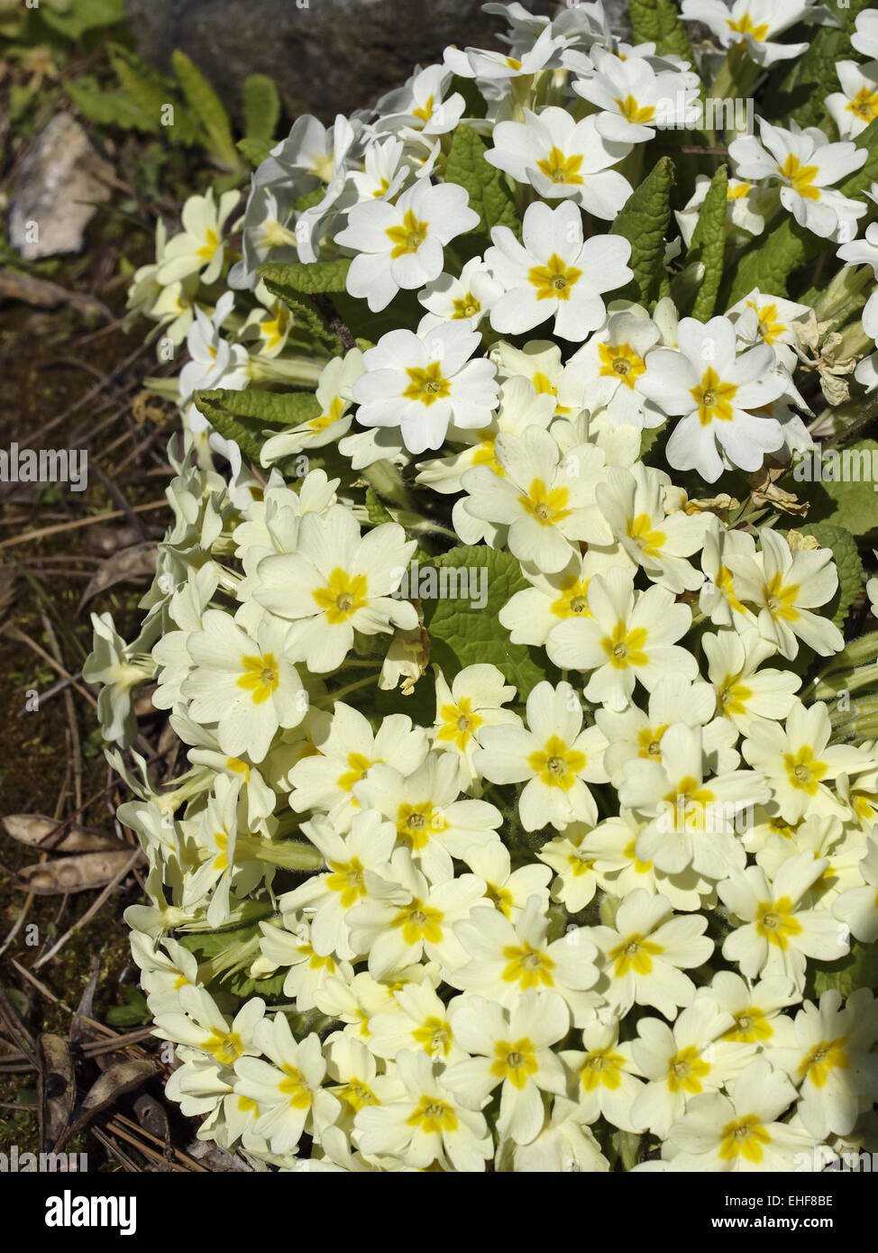 Primula vulgaris, Primrose Primrose, commun Banque D'Images