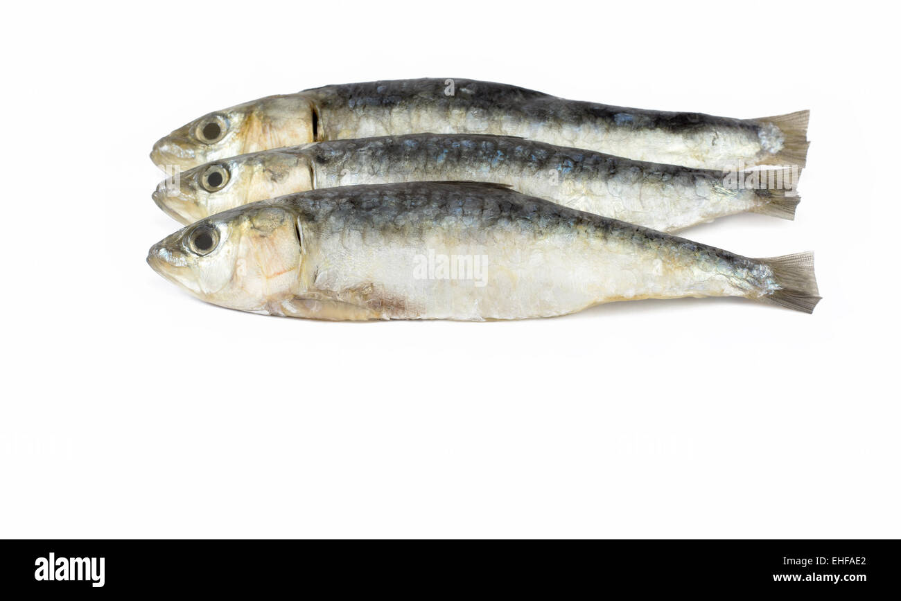 Un groupe ou sardines fraîches sur un fond blanc avec place pour le texte Banque D'Images