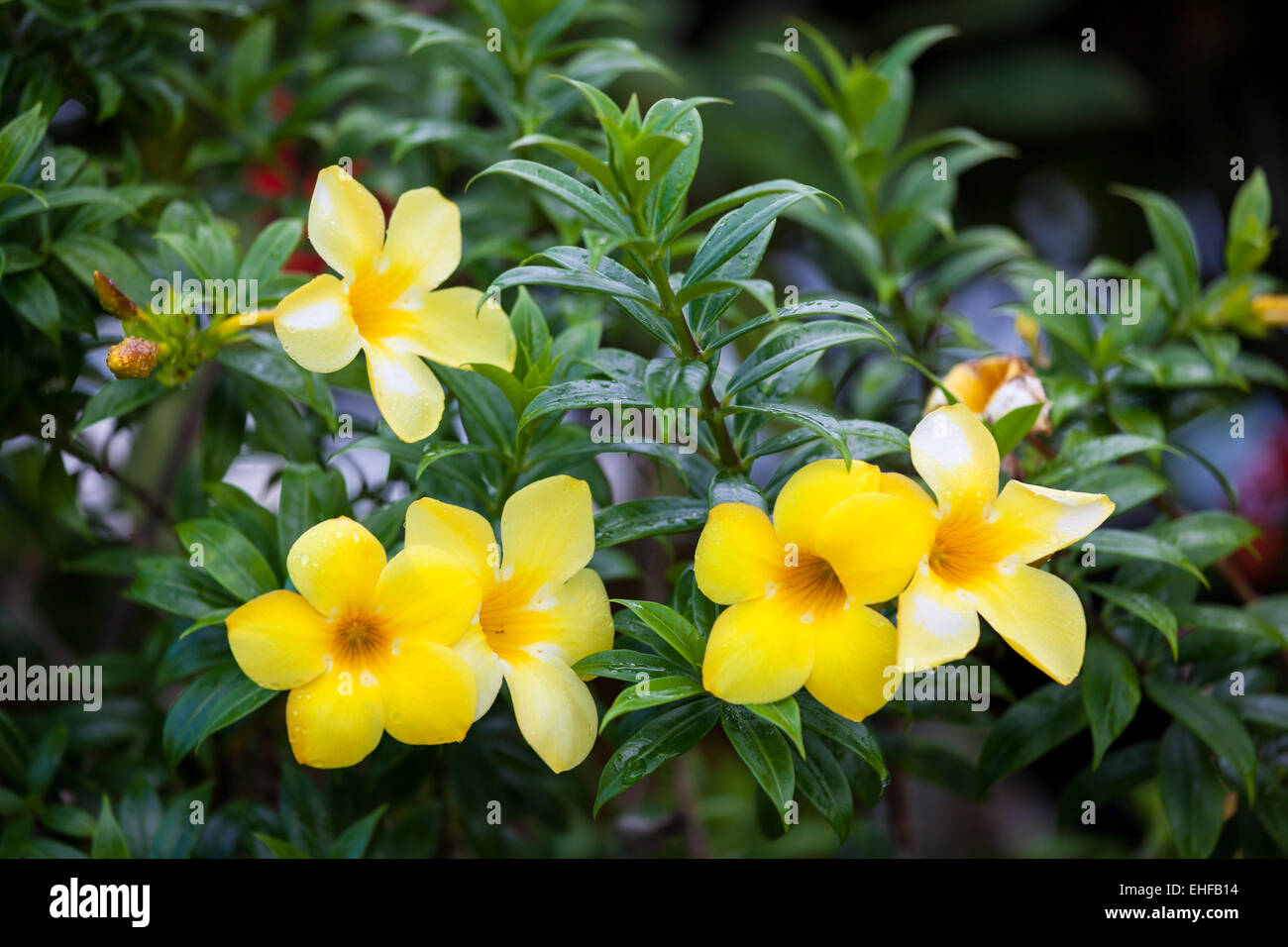 Groupe de fleurs allamanda jaune Banque D'Images