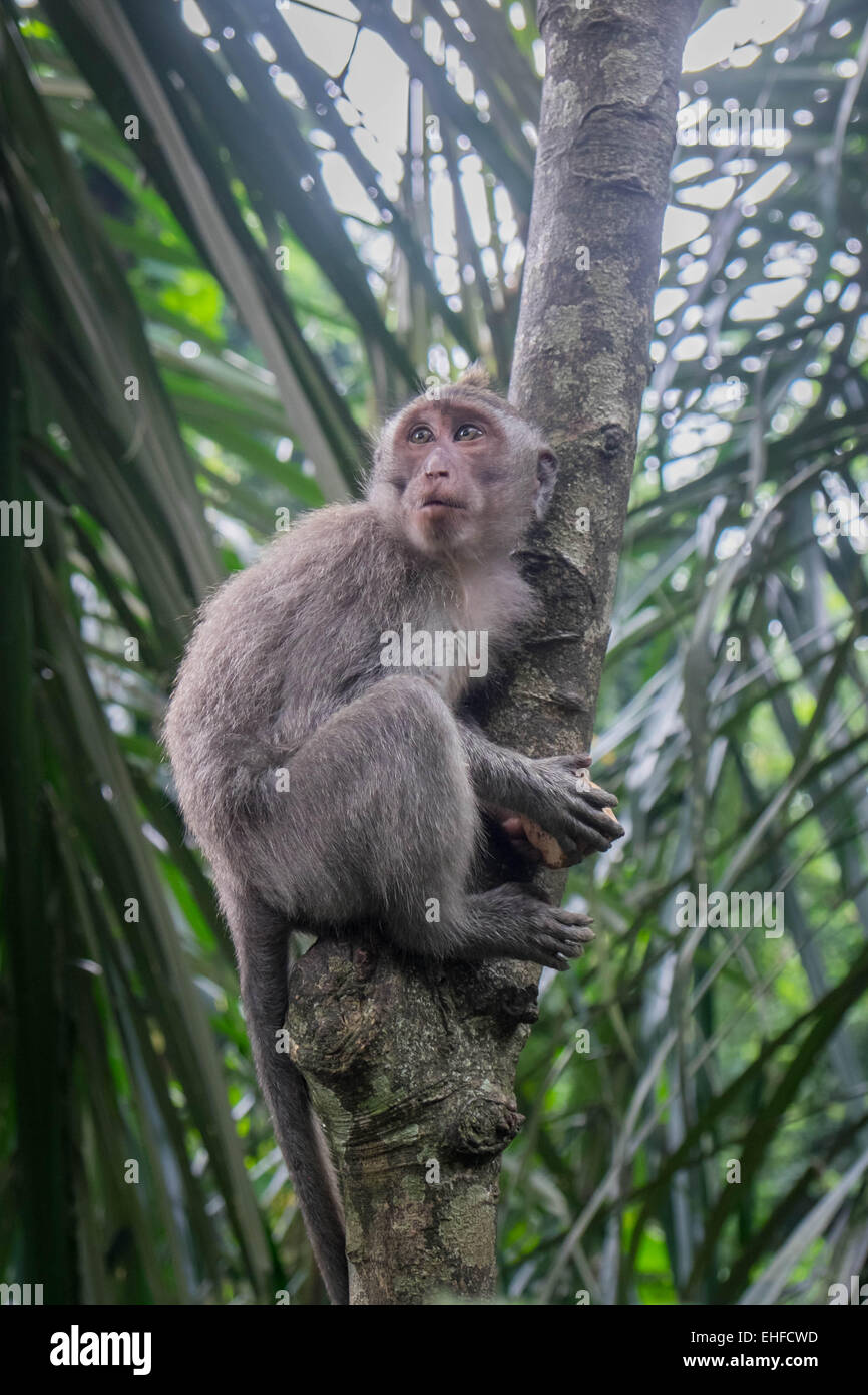 Macaque à longue queue escalade un arbre, Monkey Forest, Ubud, Bali Banque D'Images