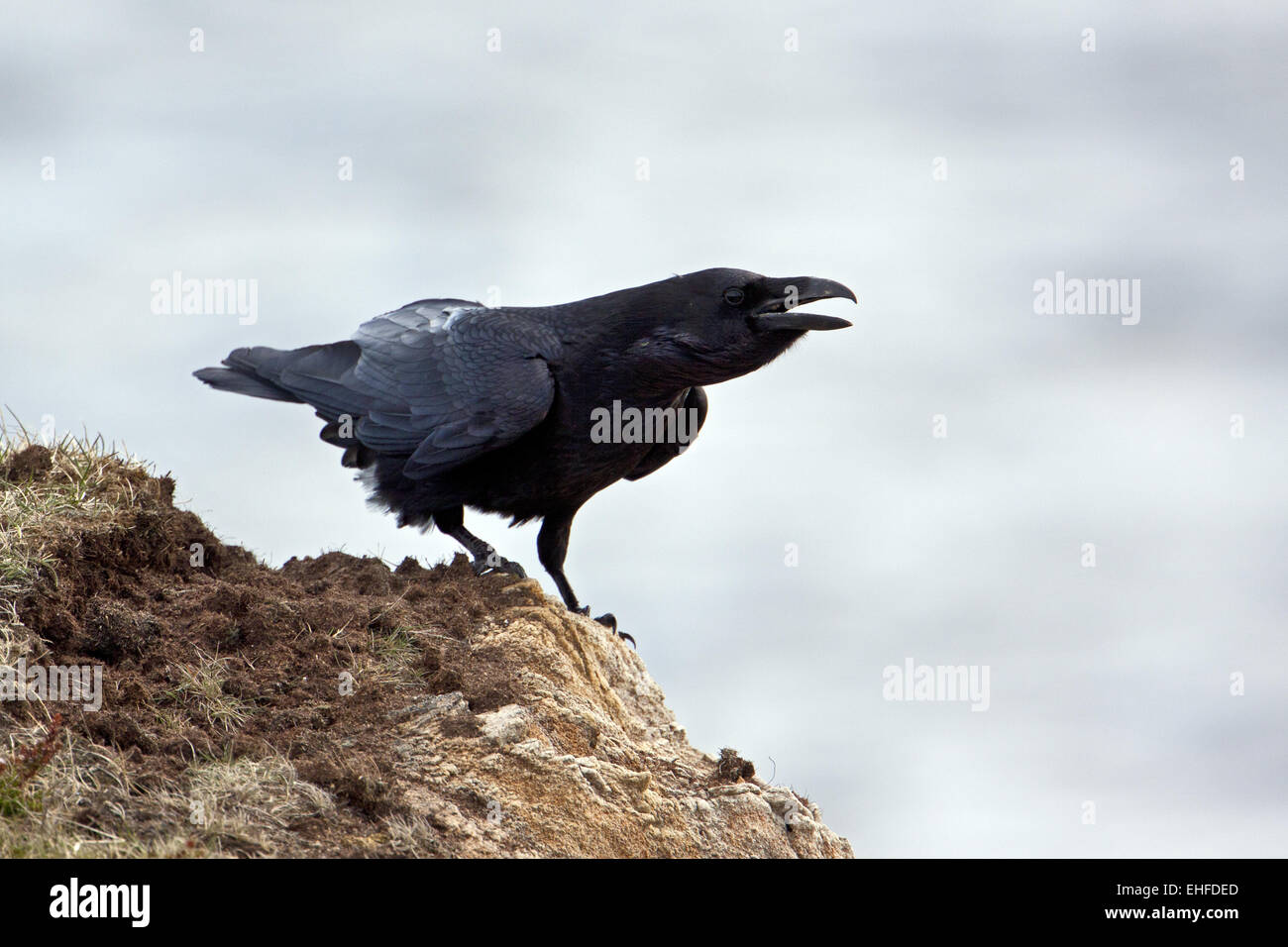 Grand Corbeau, Corvus corax Banque D'Images