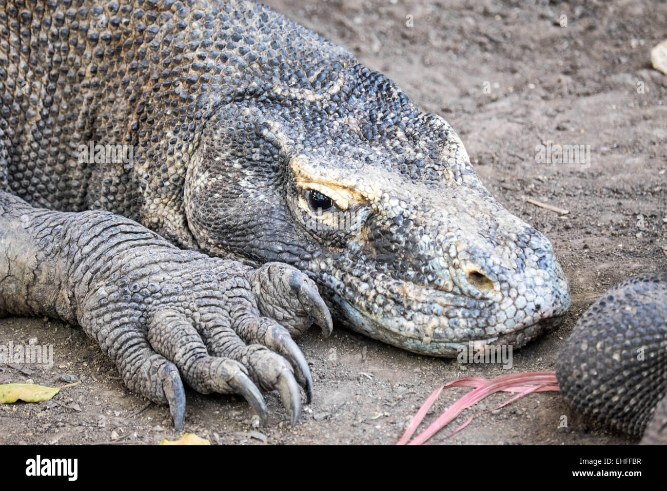 Des profils de Komodo, Rinca close up, Indonésie Banque D'Images