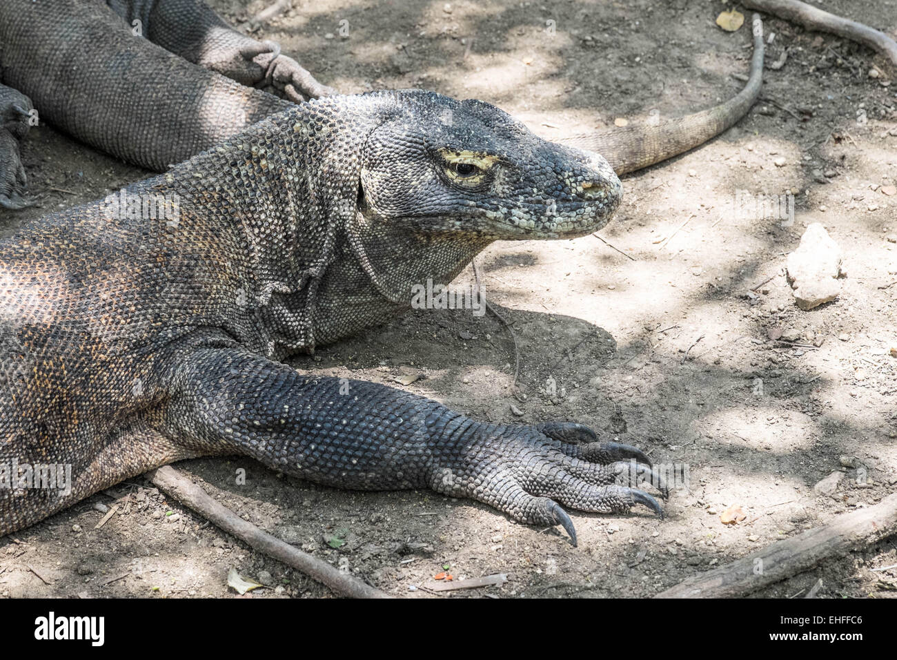Des profils de Komodo, Rinca close up, Indonésie Banque D'Images