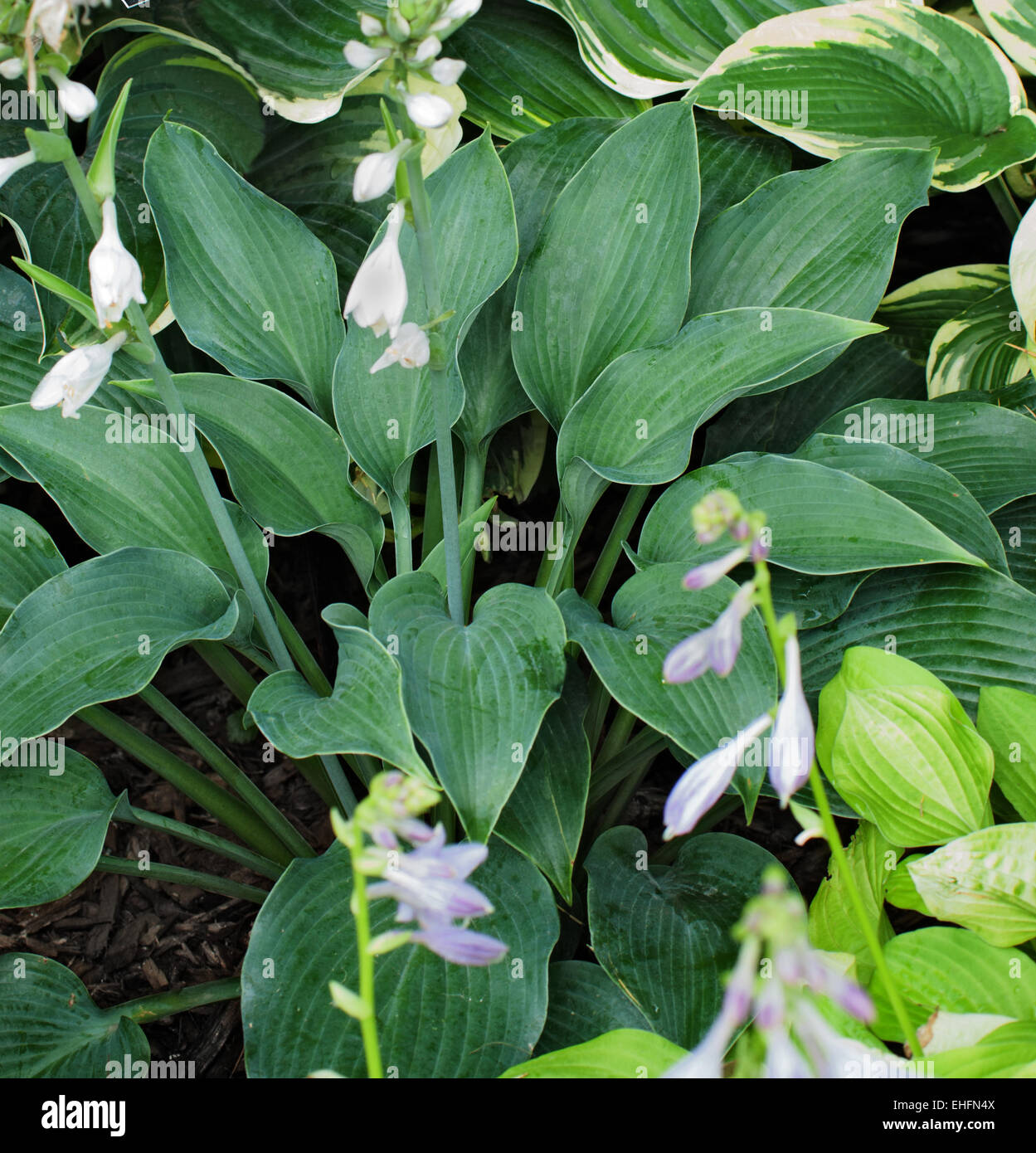 Hosta BIX BLUES Banque D'Images