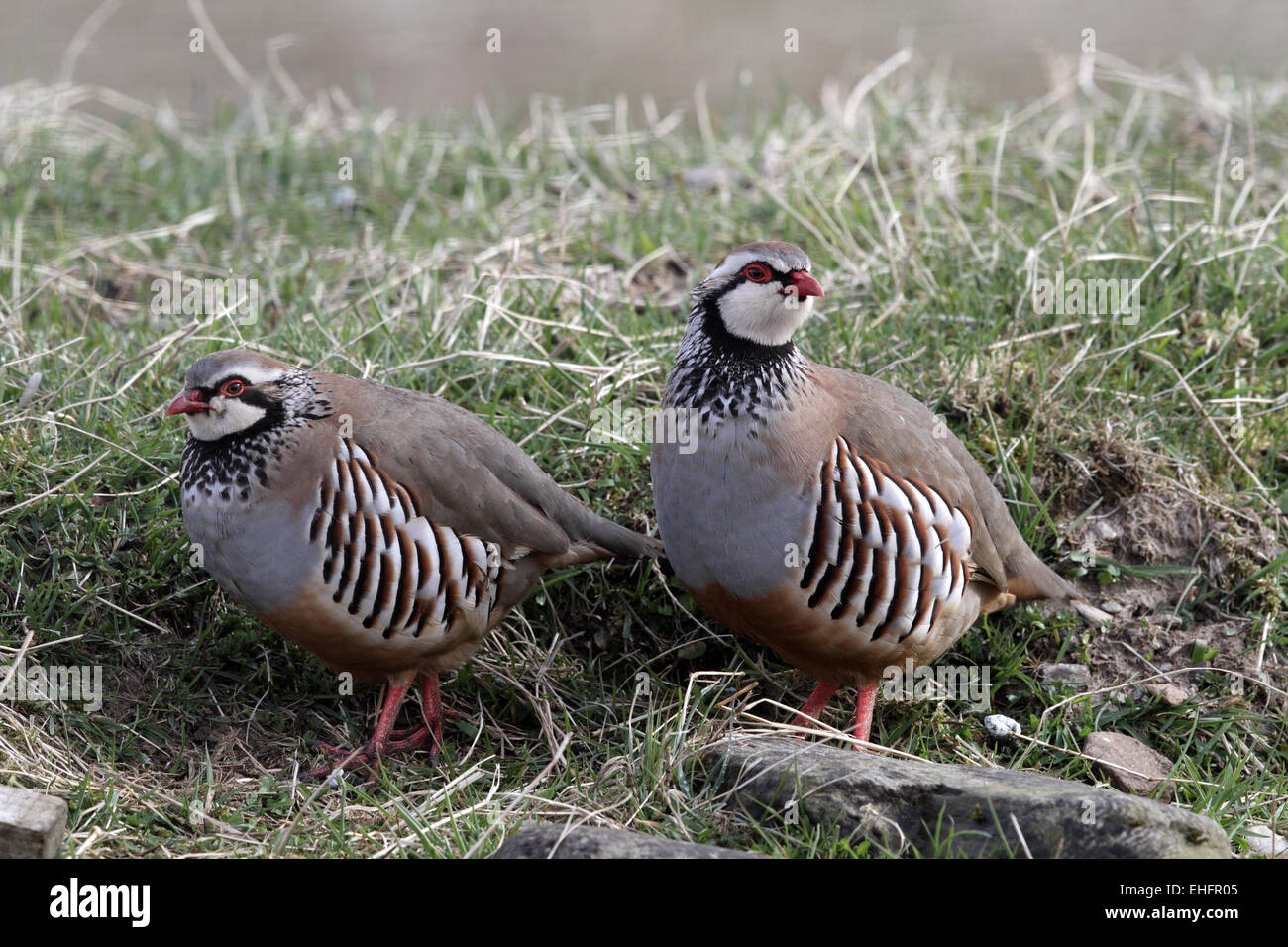 Red-legged Partridge Alectoris rufa, paire Banque D'Images