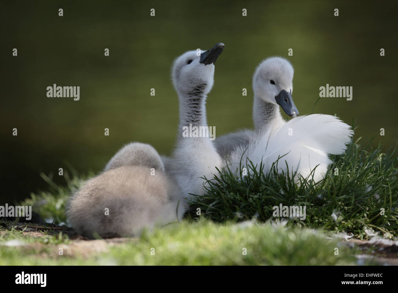 Cygne muet, Cygnus olor, repos cygnets Banque D'Images