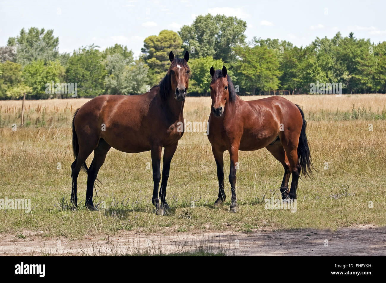 Deux chevaux. Banque D'Images