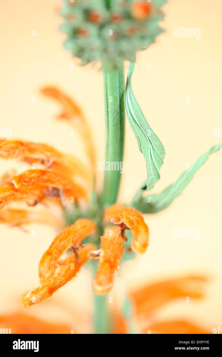 Leonotis leonurus Orange still life Jane Ann Butler Photography JABP652 Banque D'Images