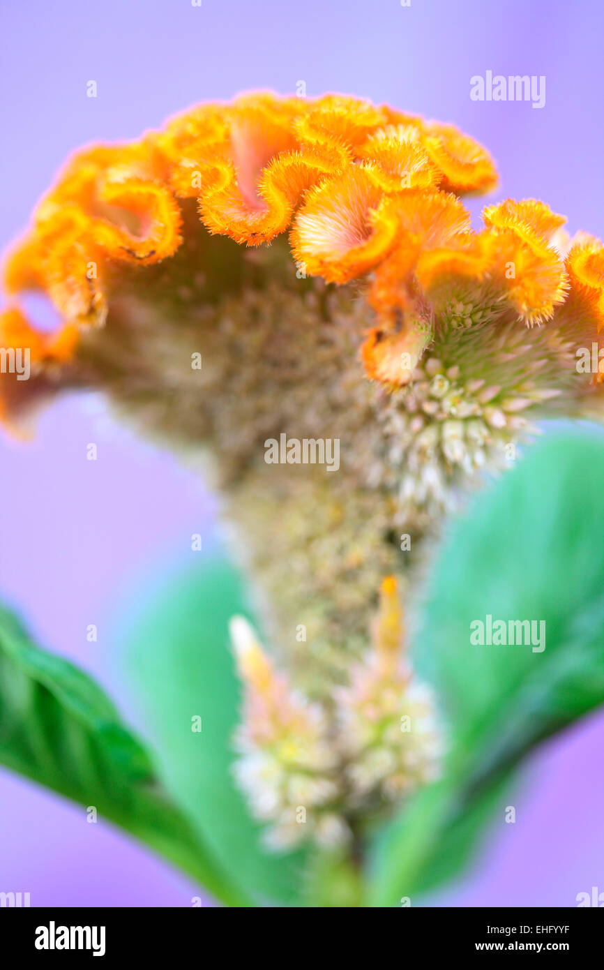 Orange Celosia cristata distinctif still life Jane Ann Butler Photography JABP648 Banque D'Images