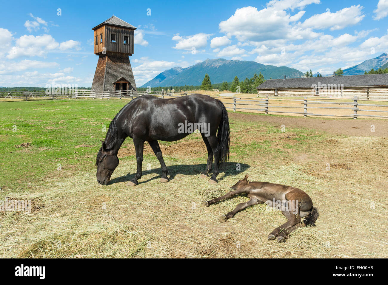 Les chevaux canadiens à Fort Steele Heritage Town dans la région de East Kootenay, Colombie-Britannique, Canada Banque D'Images