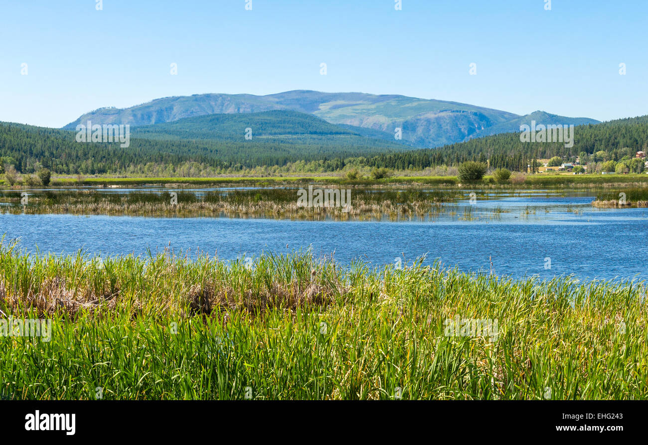 Elizabeth Lake, près de Cranbrook, administré par le Land Conservancy of BC, Canada. Contient des terres humides protégées et les habitats riverains. Banque D'Images