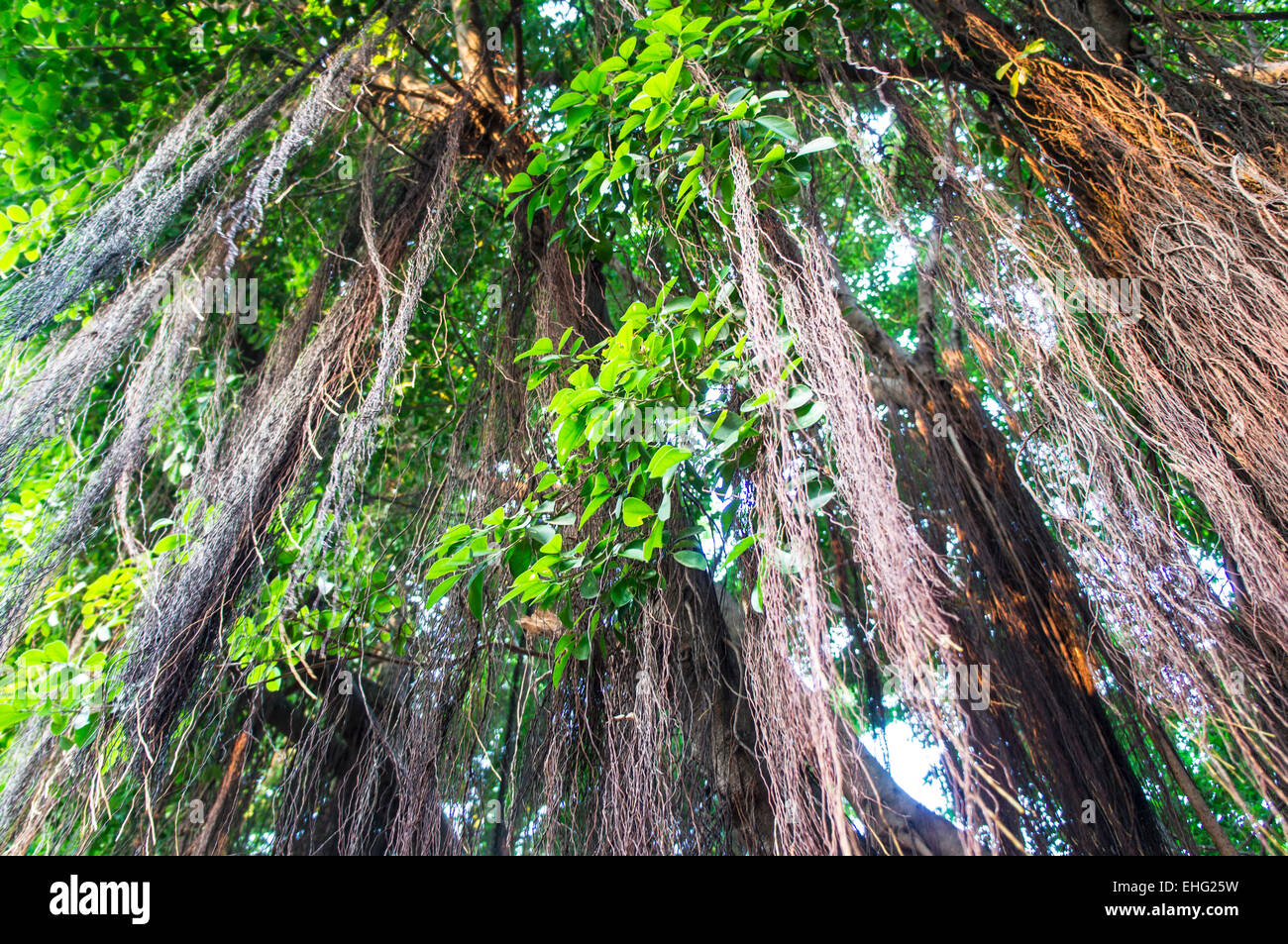 Old vine arbre branche bois plantes feuilles nature Banque D'Images