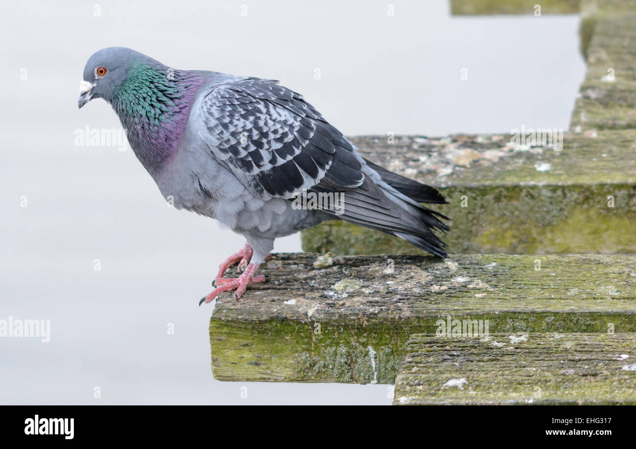 Pigeon (Columba livia domestica) par la mer. Ville AKA Pigeon, Pigeon, Pigeon domestique de la ville, ville, rue, Dove Pigeon. Pigeon commun. Banque D'Images