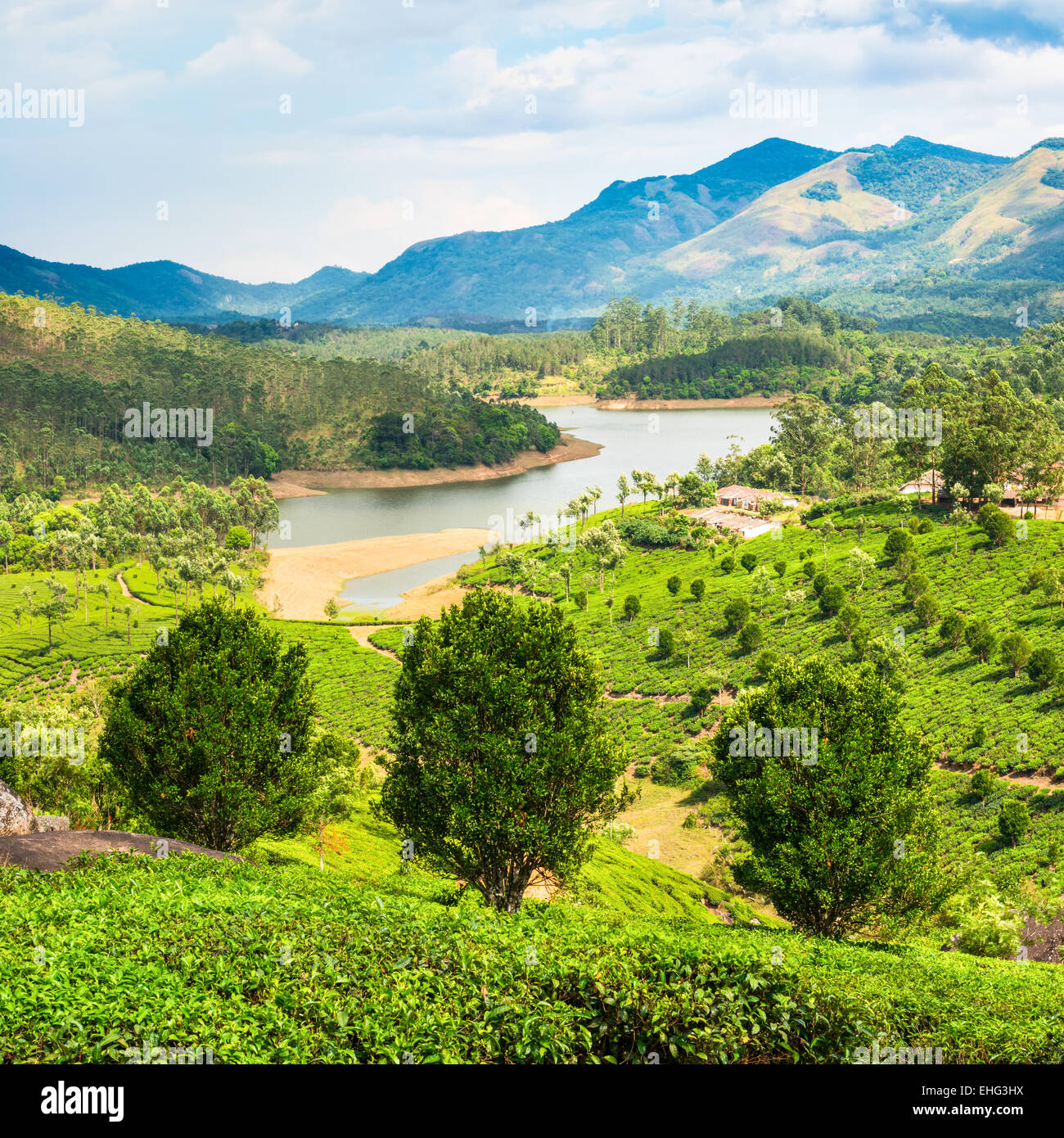 Magnifique paysage de plantation de thé, avec des montagnes et des rivières du Kerala en Inde Banque D'Images