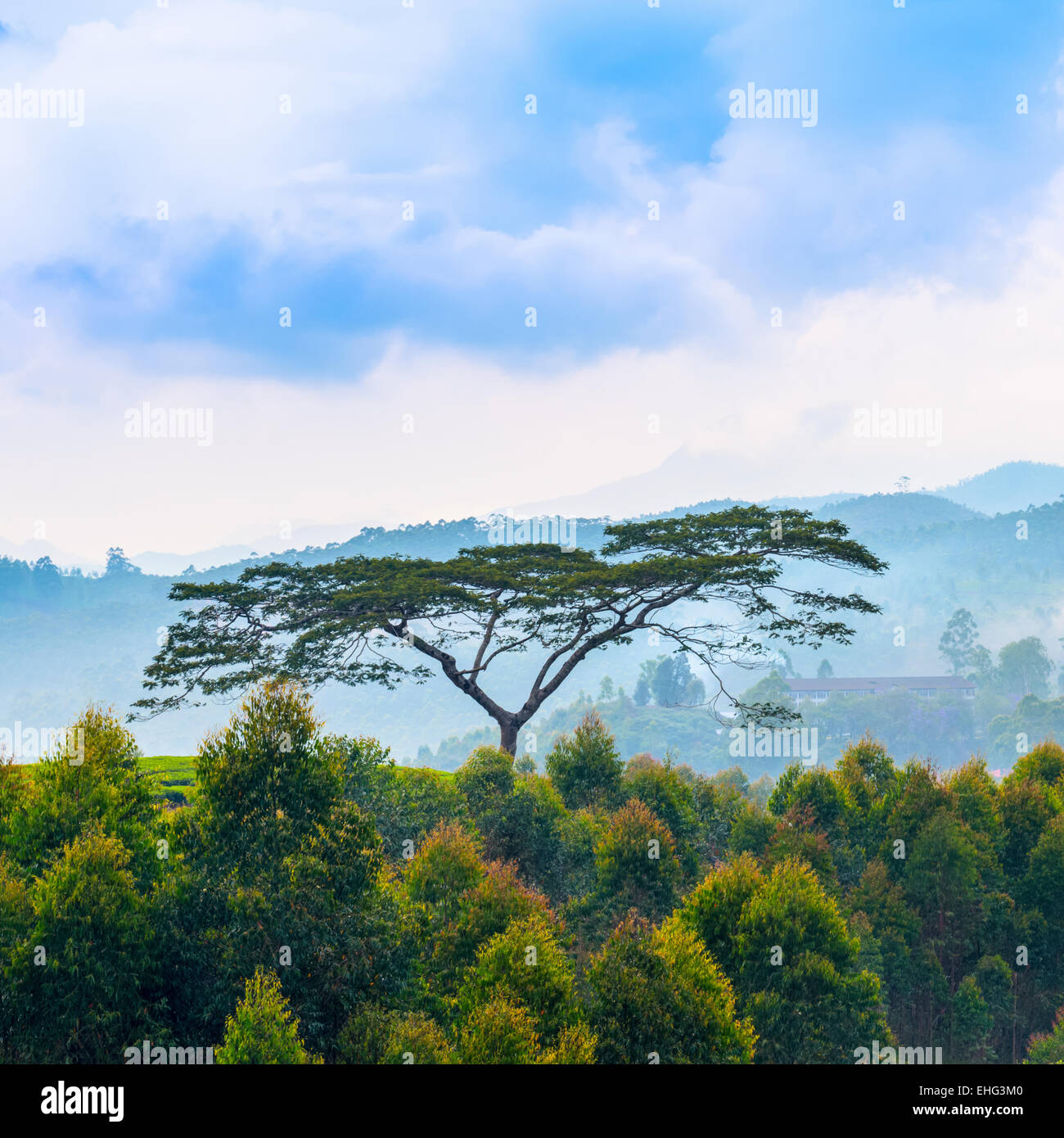 Beau paysage indien avec un arbres et montagnes dans une brume avant l'aube, le Kerala Banque D'Images