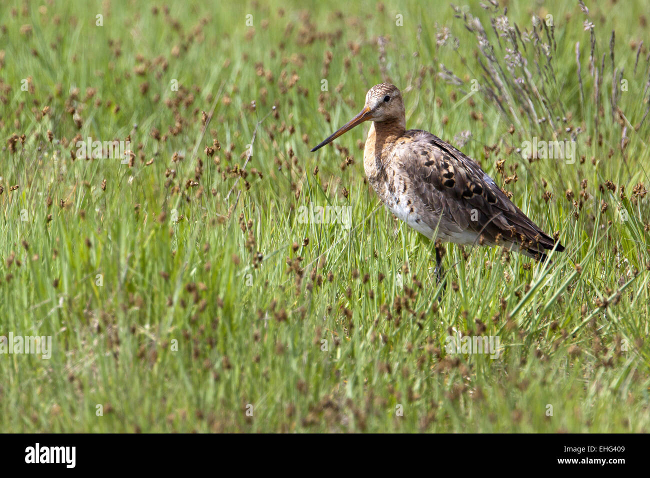 Barge à queue noire, Limosa limosa Banque D'Images
