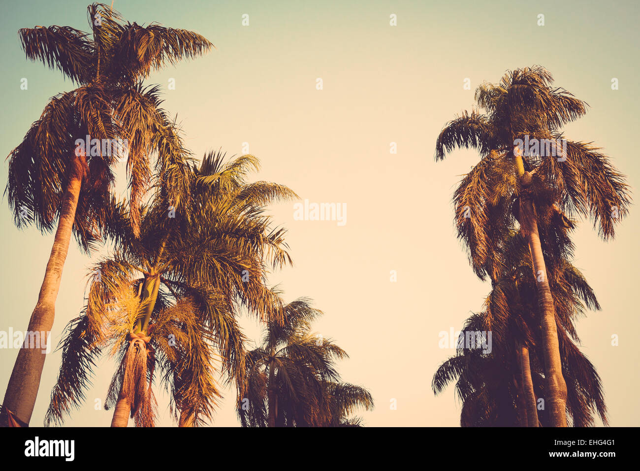 Coconut palm tree sunset vintage retro Banque D'Images
