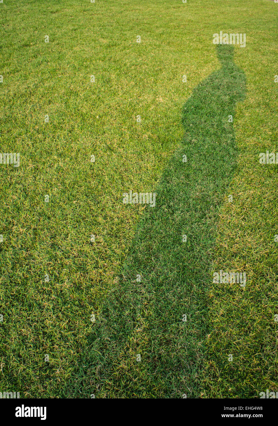 Rez-de-chaussée de l'ombre jaune vert herbe ligne Banque D'Images