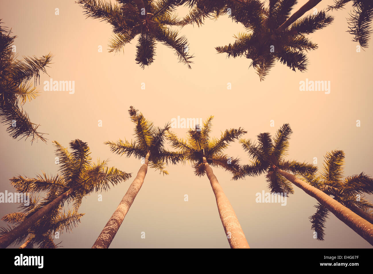 Coconut palm tree sunset silhouette vintage retro Banque D'Images