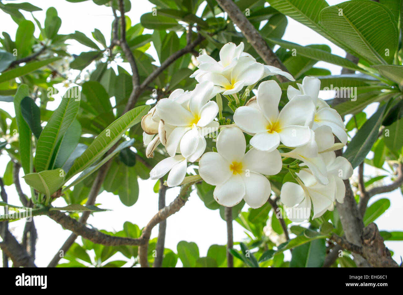 Plante fleur feuille d'arbre vert blanc aroma Banque D'Images
