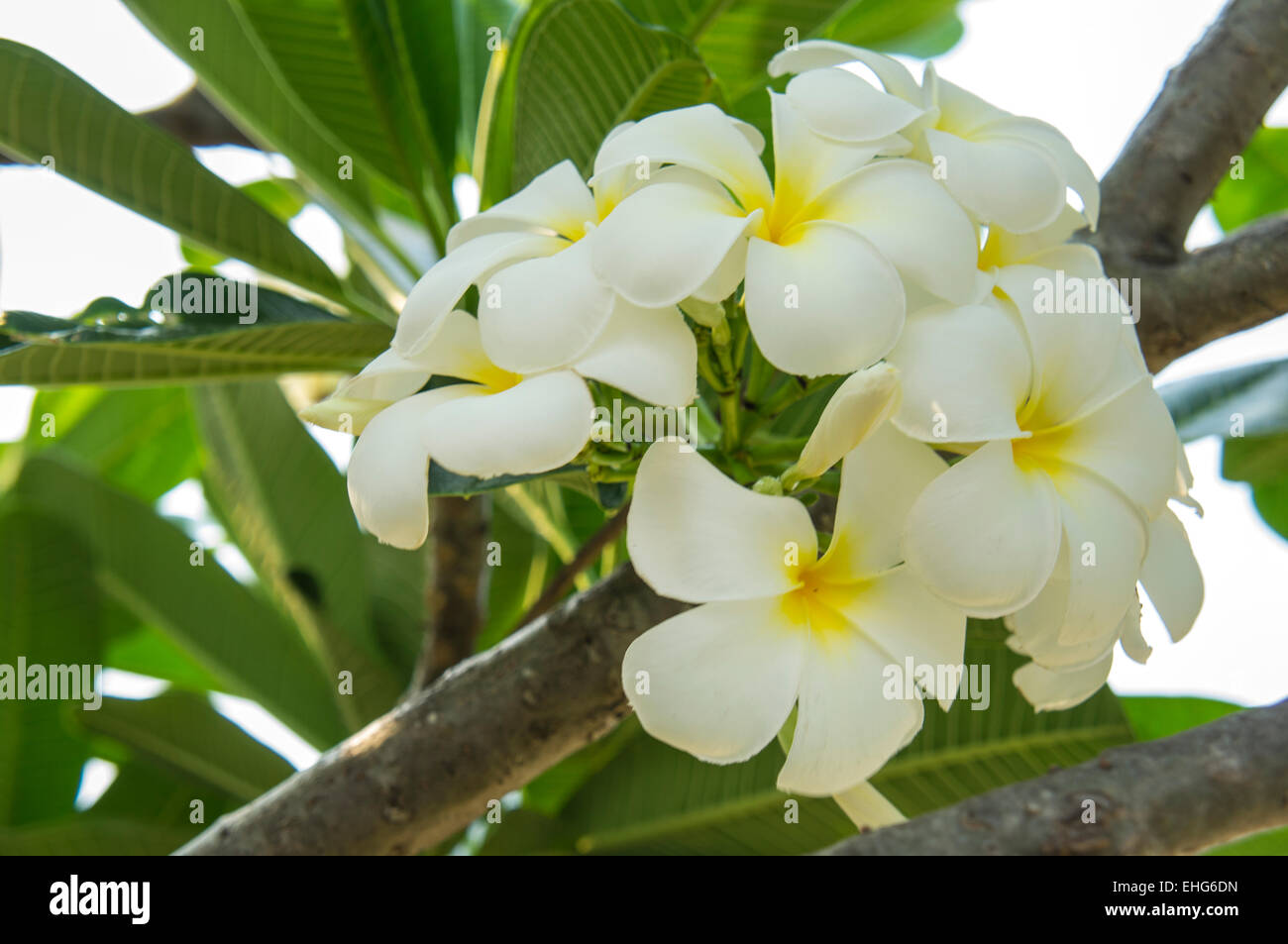 Plante fleur feuille d'arbre vert blanc aroma Banque D'Images