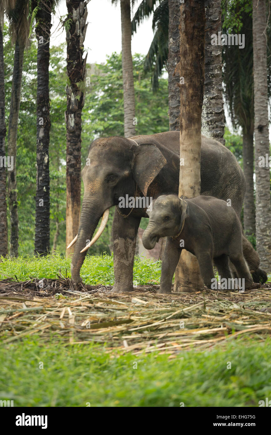 L'éléphant de Sumatra Sumatra Indonésie menacée Banque D'Images