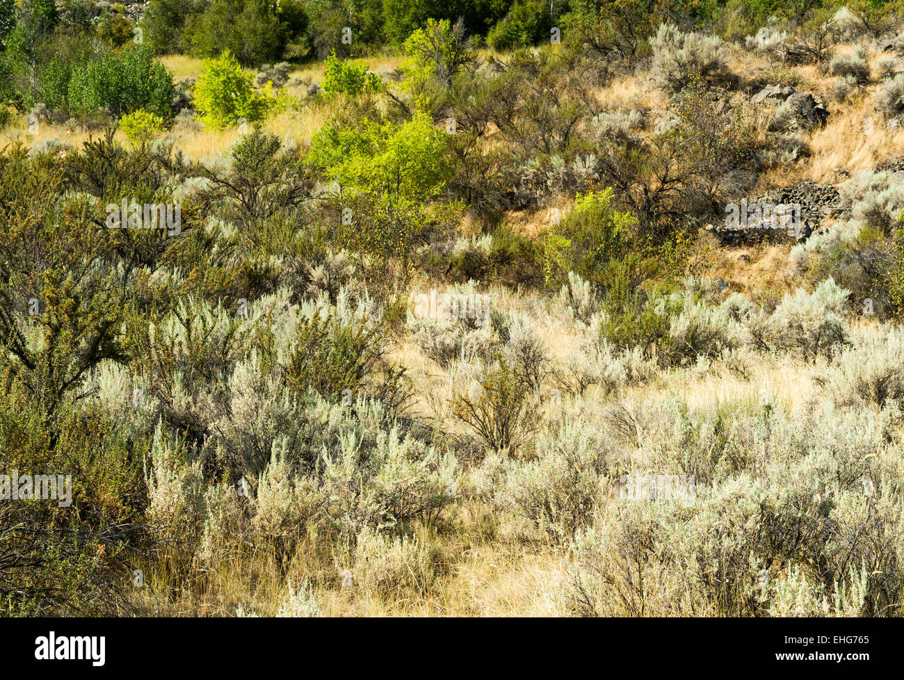 L Armoise Et La Purshie Tridentee Paysage A Osoyoos Desert Centre Osoyoos Colombie Britannique Canada Photo Stock Alamy