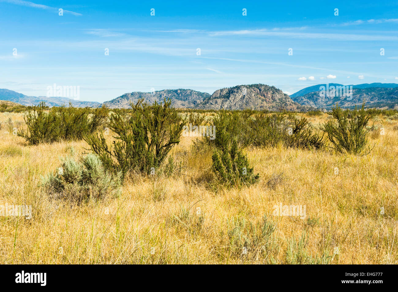 Paysage Avec De La Purshie Tridentee Osoyoos Desert Centre Osoyoos Colombie Britannique Canada Photo Stock Alamy