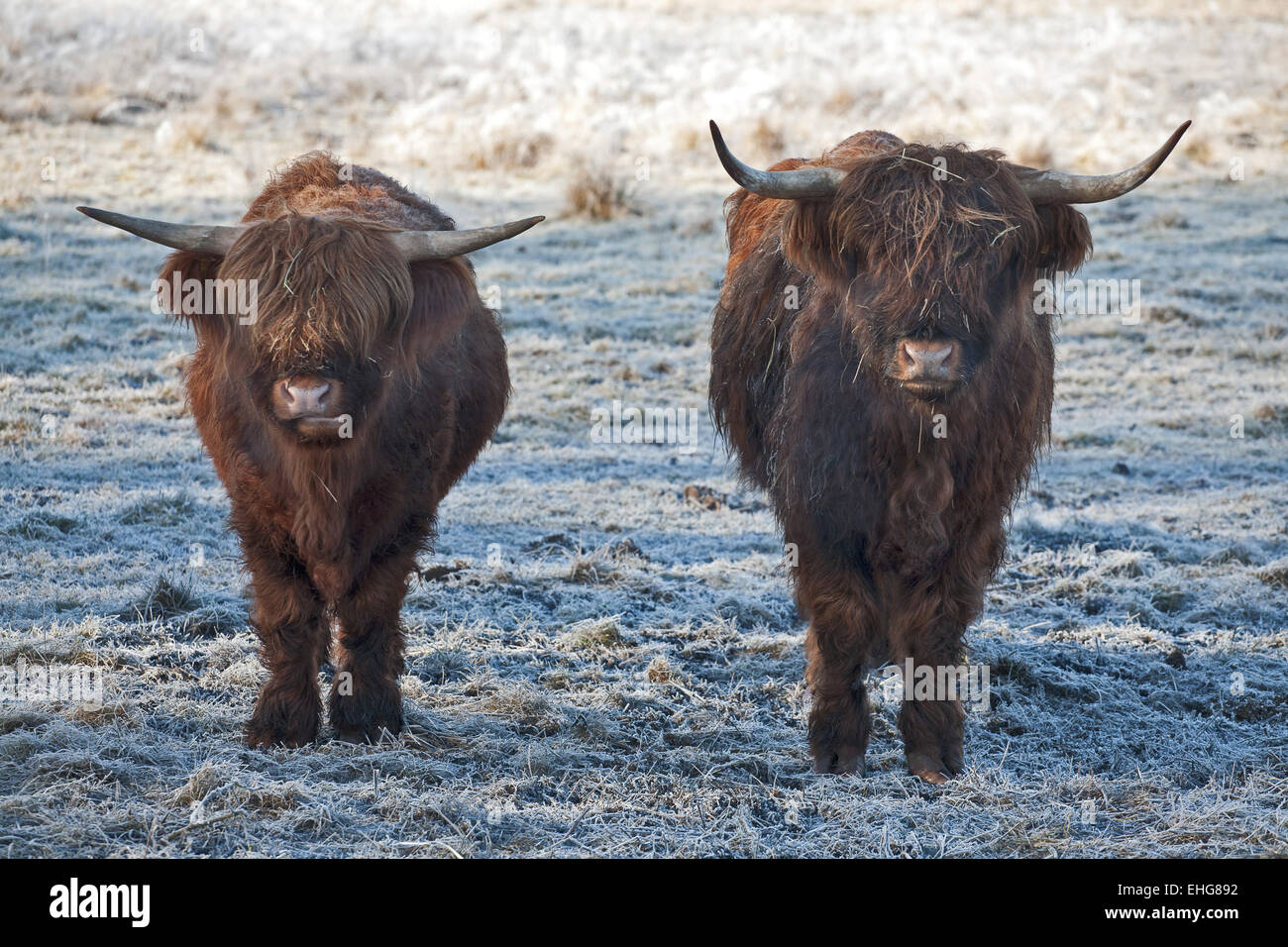 Highland Cattle Banque D'Images