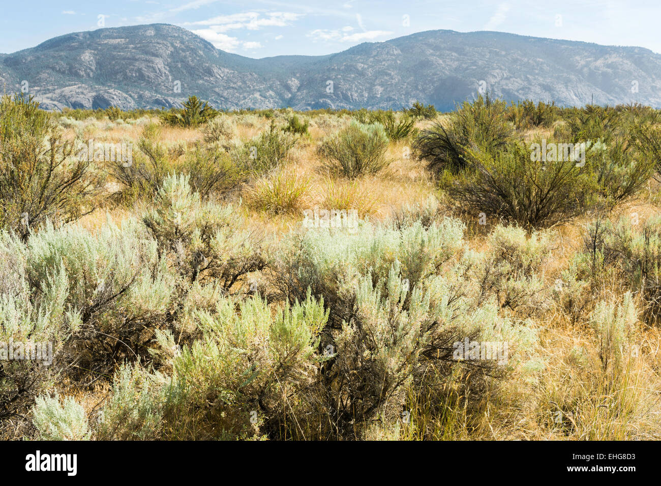 L Armoise Et La Purshie Tridentee Paysage A Osoyoos Desert Centre Osoyoos Colombie Britannique Canada Photo Stock Alamy