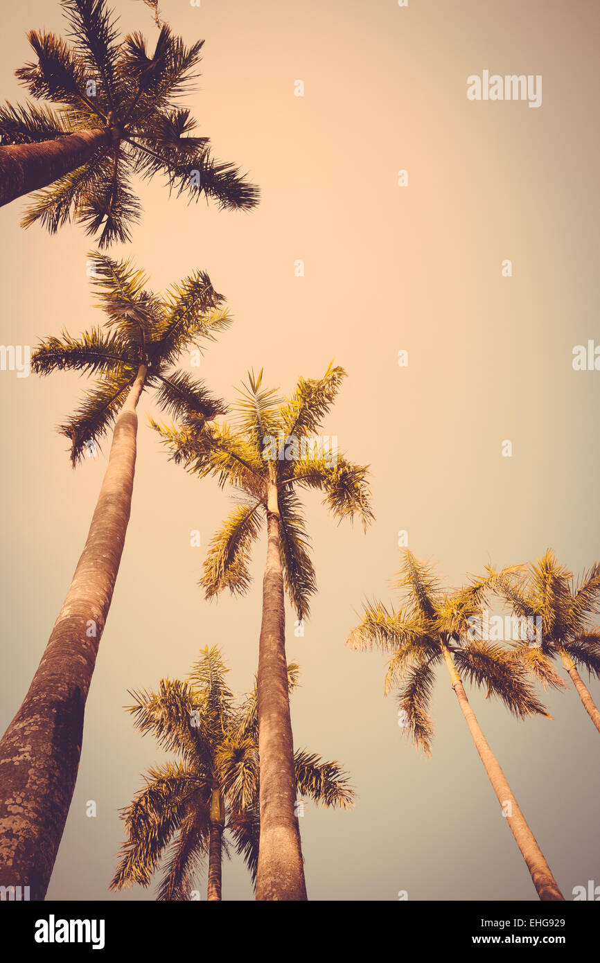 Coconut palm tree sunset silhouette vintage retro Banque D'Images