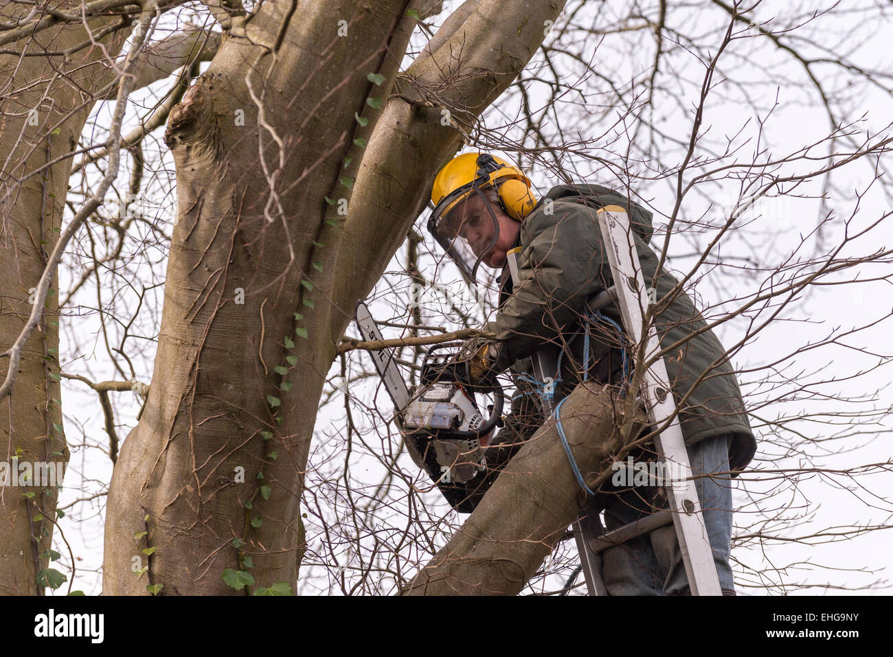 Tree Surgeon en vêtements de protection copper beech tree retour fraisage grandes branches au début du printemps. Banque D'Images