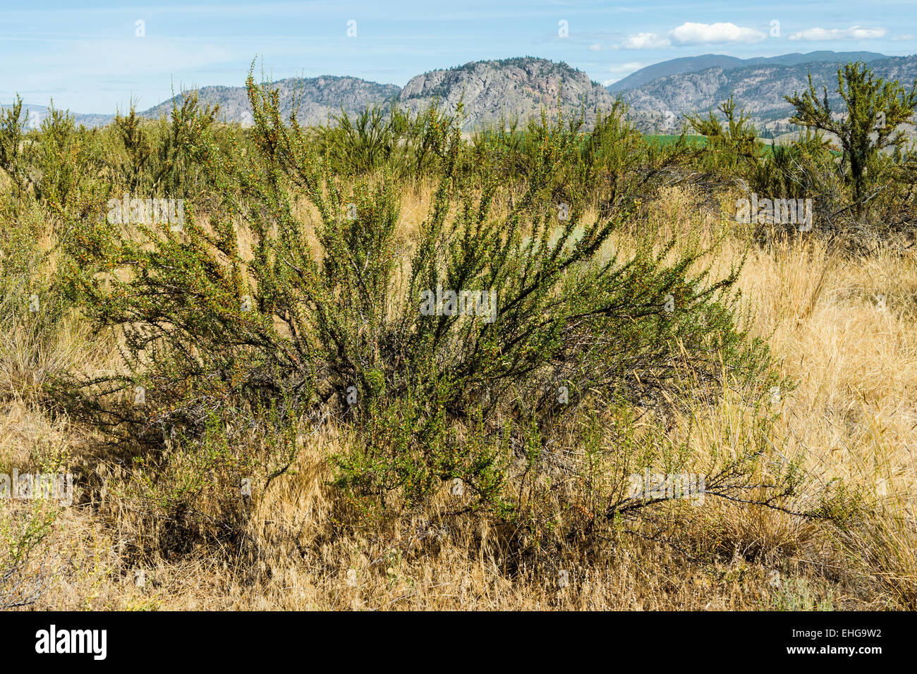La Purshie Tridentee Paysage A Osoyoos Desert Centre Osoyoos Colombie Britannique Canada Photo Stock Alamy