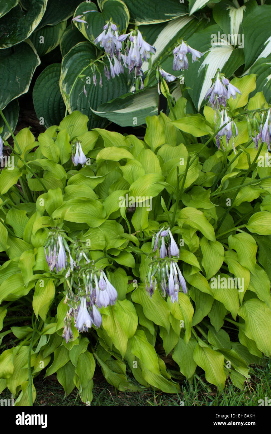 Hosta Twinkle Toes Banque D'Images