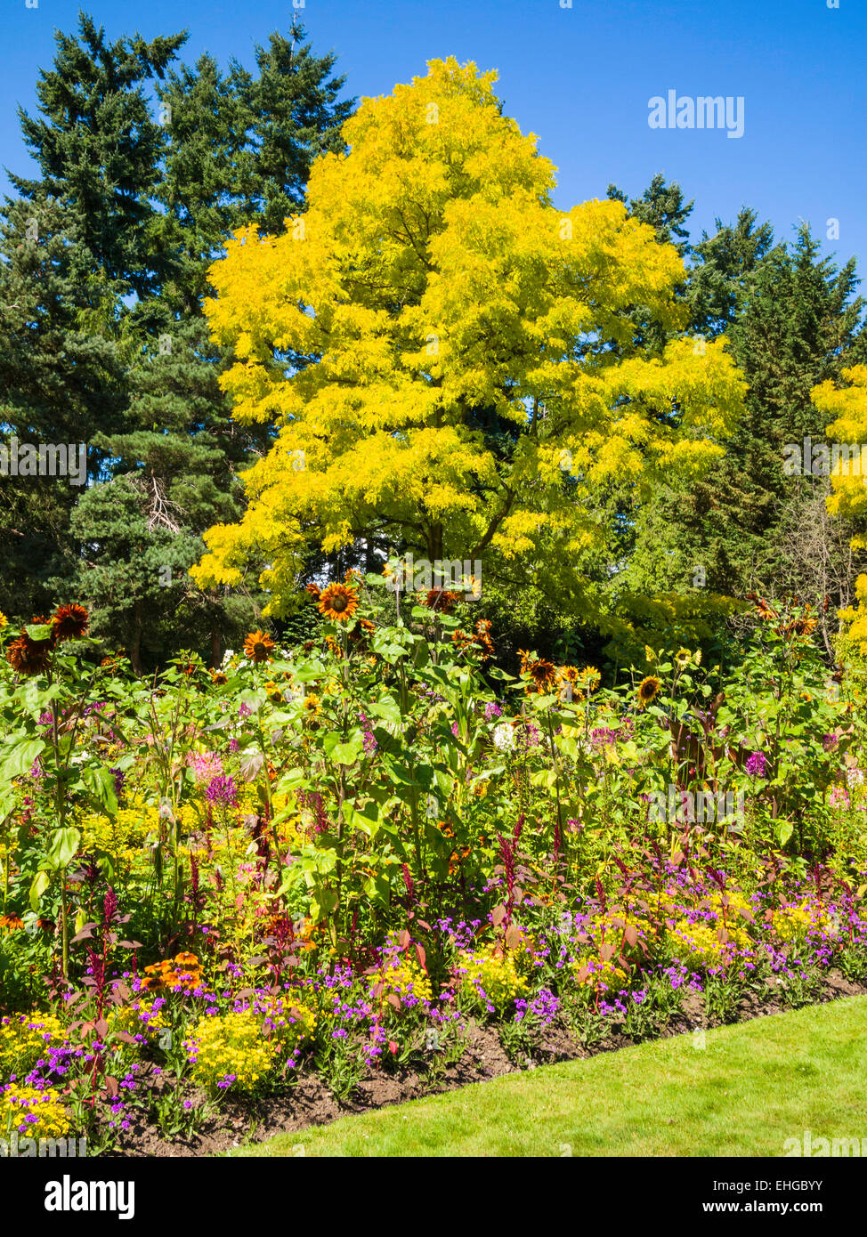 Alma Van Dusen Garden, jardin botanique Van Dusen, Vancouver, BC, Canada Banque D'Images