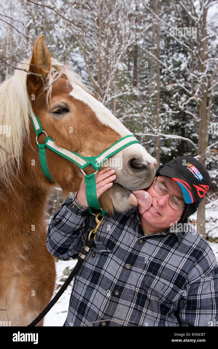 Funny animal, cheval de trait belge donne à l'homme baiser sur joue avec la langue Banque D'Images
