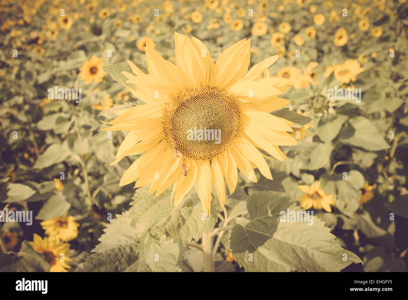 Retro Vintage fleurs de tournesol Banque D'Images