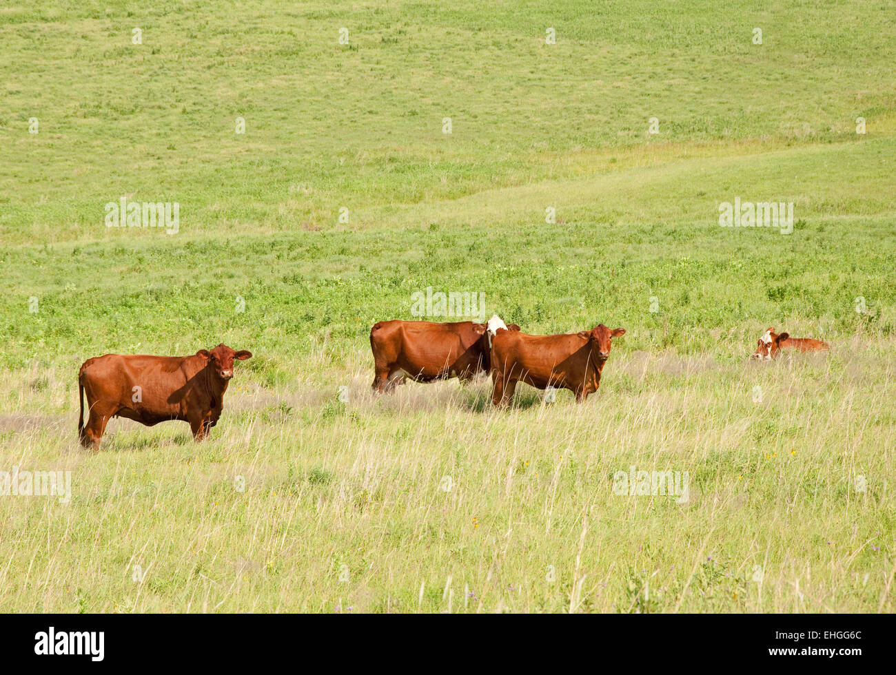 Les vaches rouges dans des pâturages d'été Banque D'Images