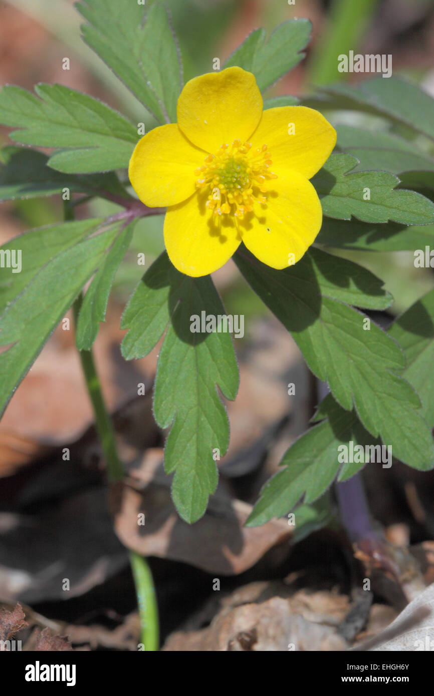 Le jaune, l'Anémone des bois Anemone Banque D'Images