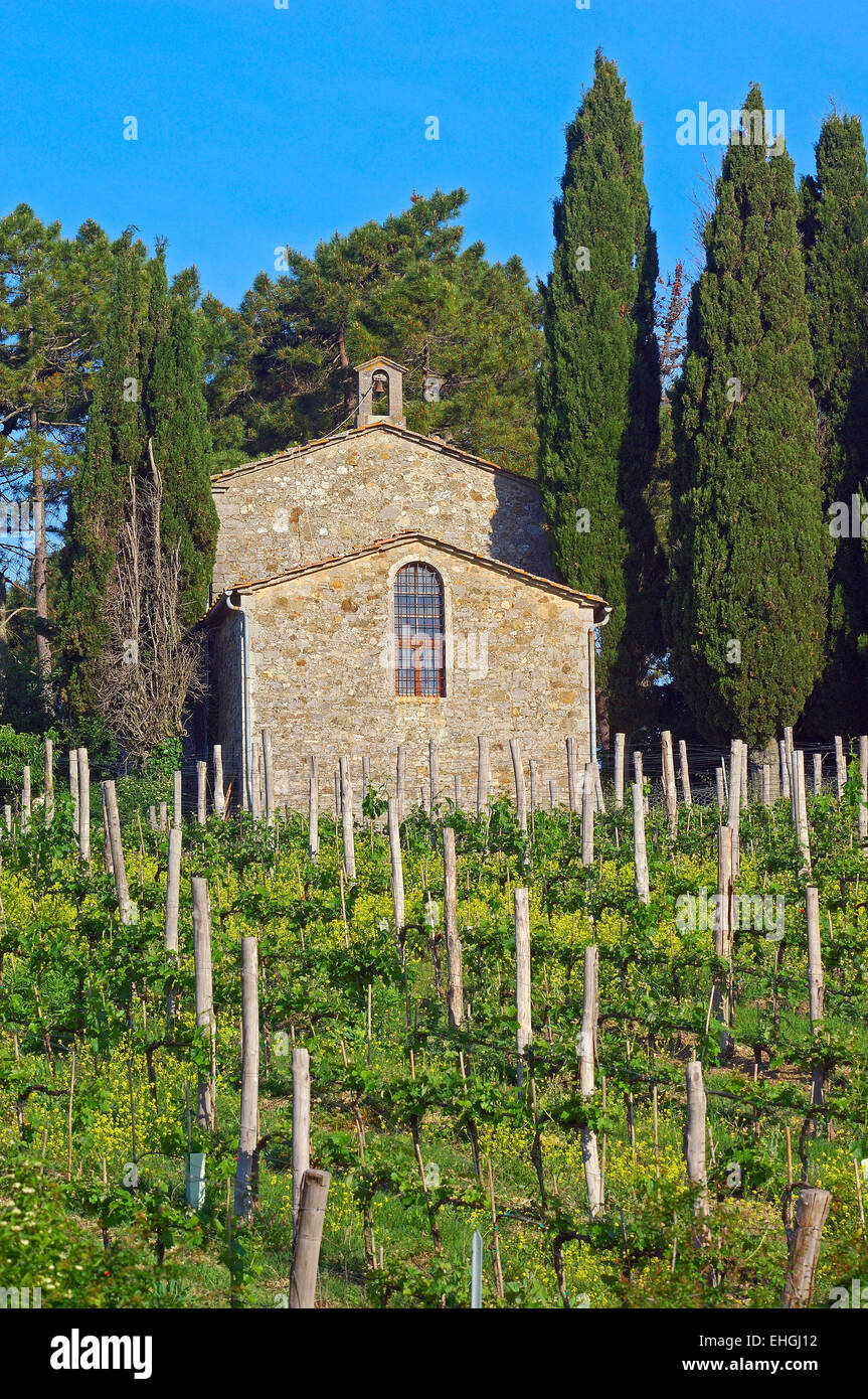 Vignes, près de Radda in Chianti, Chianti, Toscane paysage, Province de Sienne, Toscane, Italie Banque D'Images