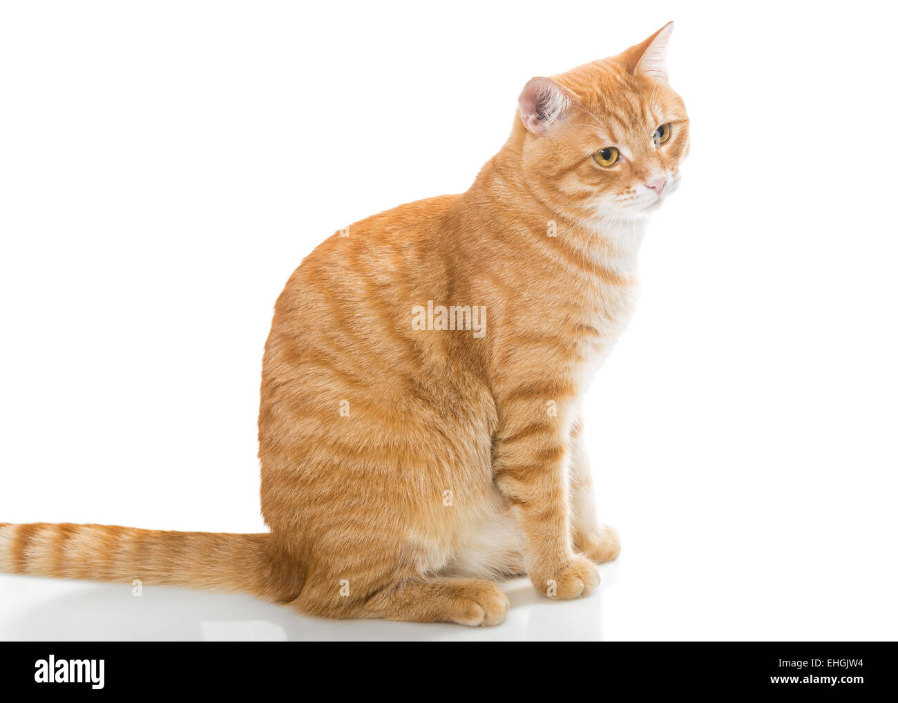 Beau chat orange, isolé sur fond blanc Banque D'Images