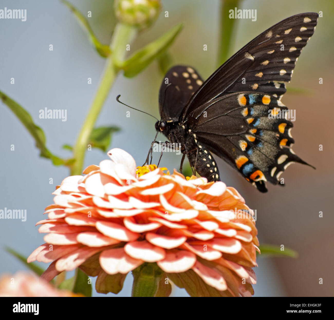 Noir de l'Est alimentation papillon du machaon sur rose Zinnia in garden Banque D'Images