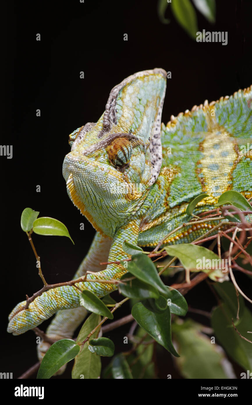 Veiled chameleon Banque D'Images