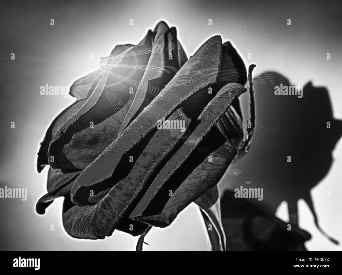 Rose Noire Banque D'Images