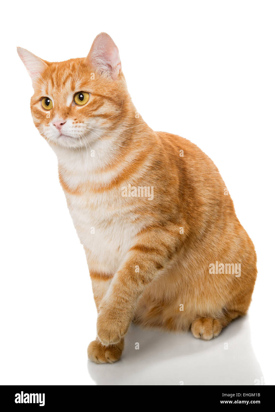 Beau chat orange, isolé sur fond blanc Banque D'Images
