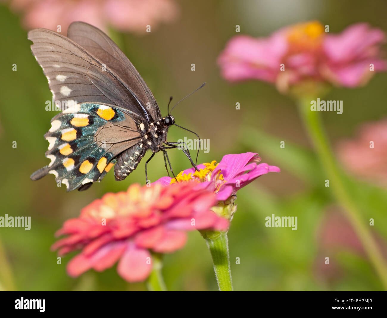 Papillon vert se nourrit de Zinnia rose dans son jardin d'été Banque D'Images