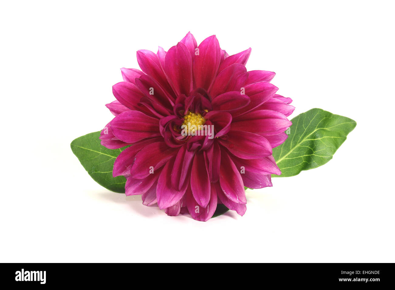 Peu de frais dahlia Banque D'Images