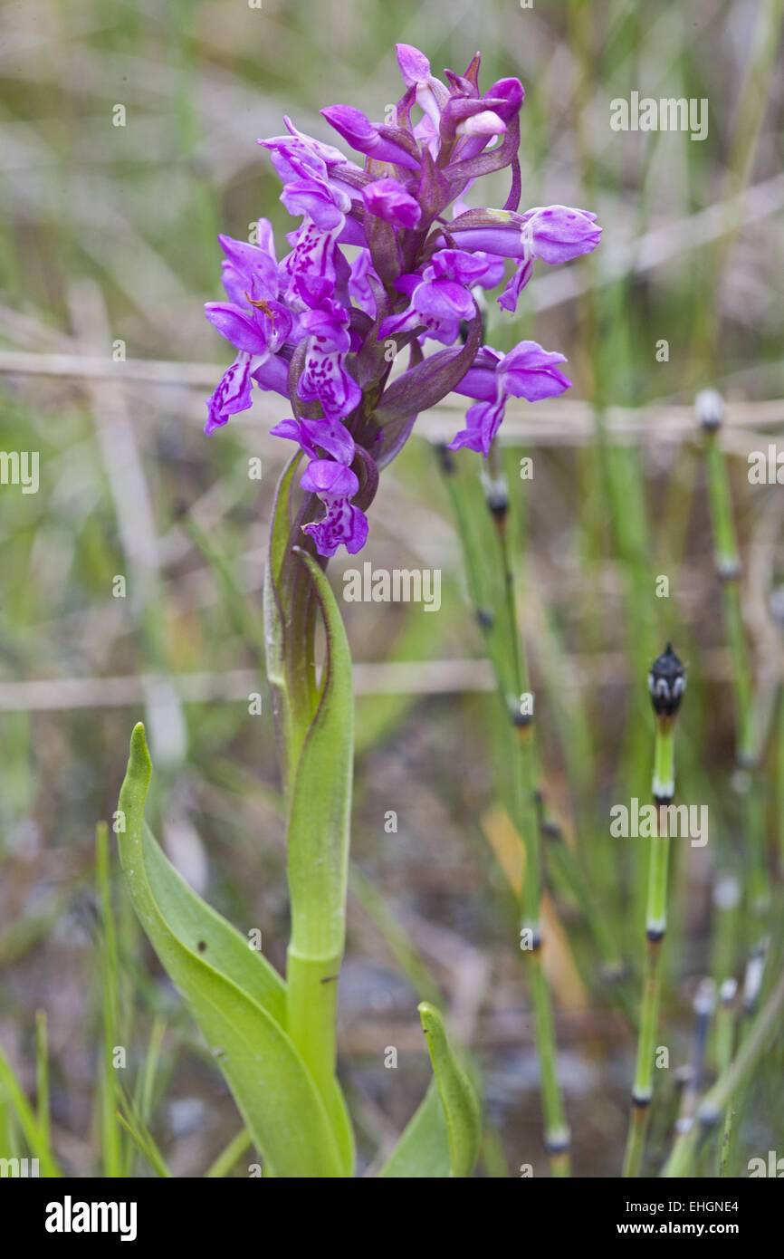 Dactylorhiza incarnata, début mars Orchid Banque D'Images